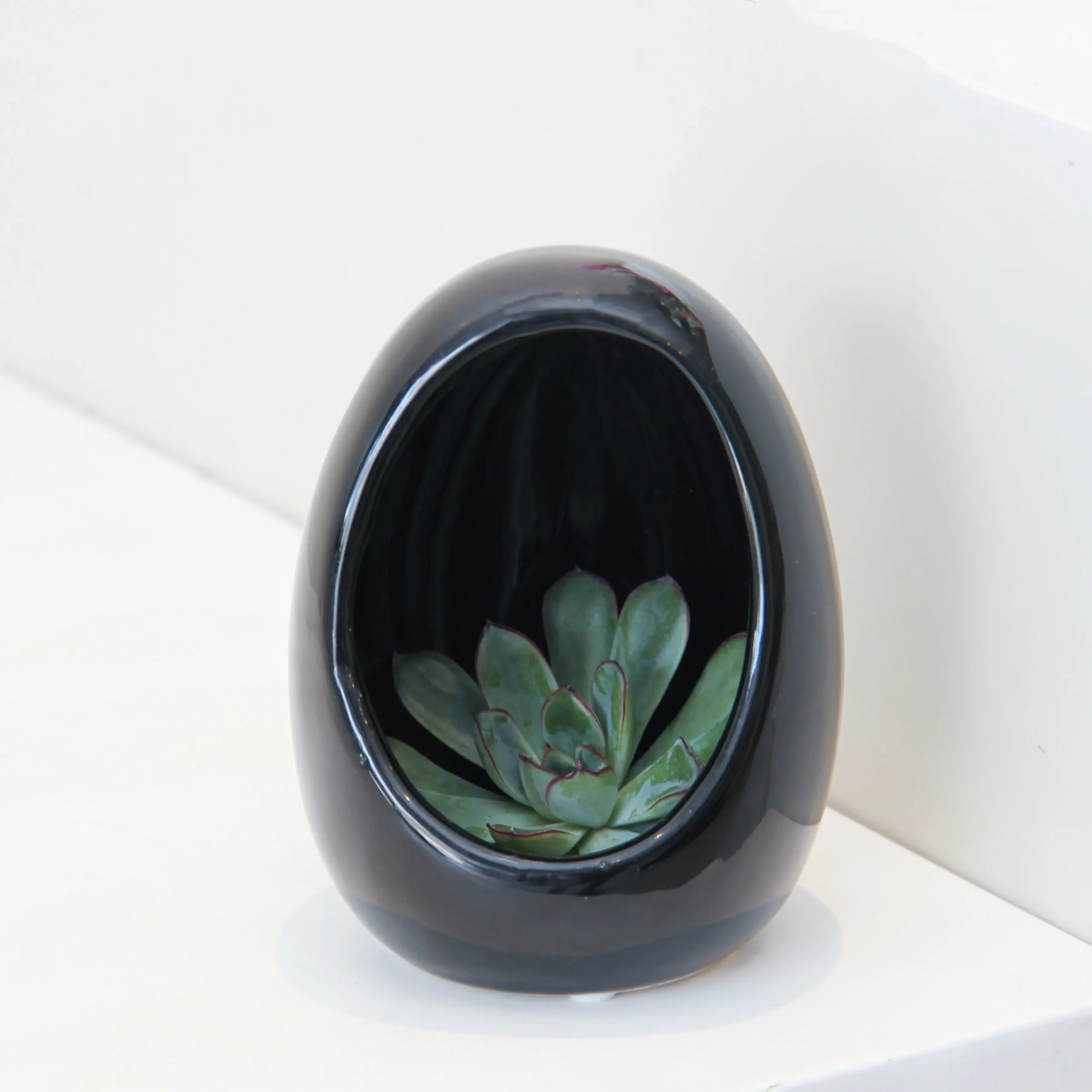 Echeveria Plant Egg Shape - Image 1