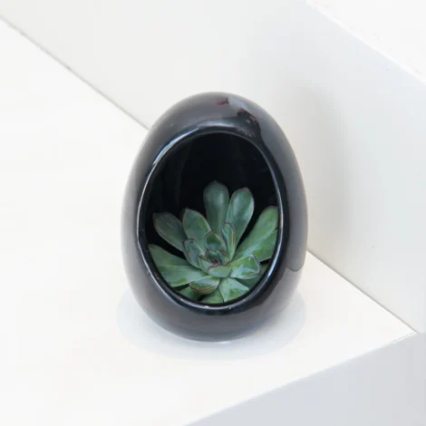Echeveria Plant Egg Shape - Image 2