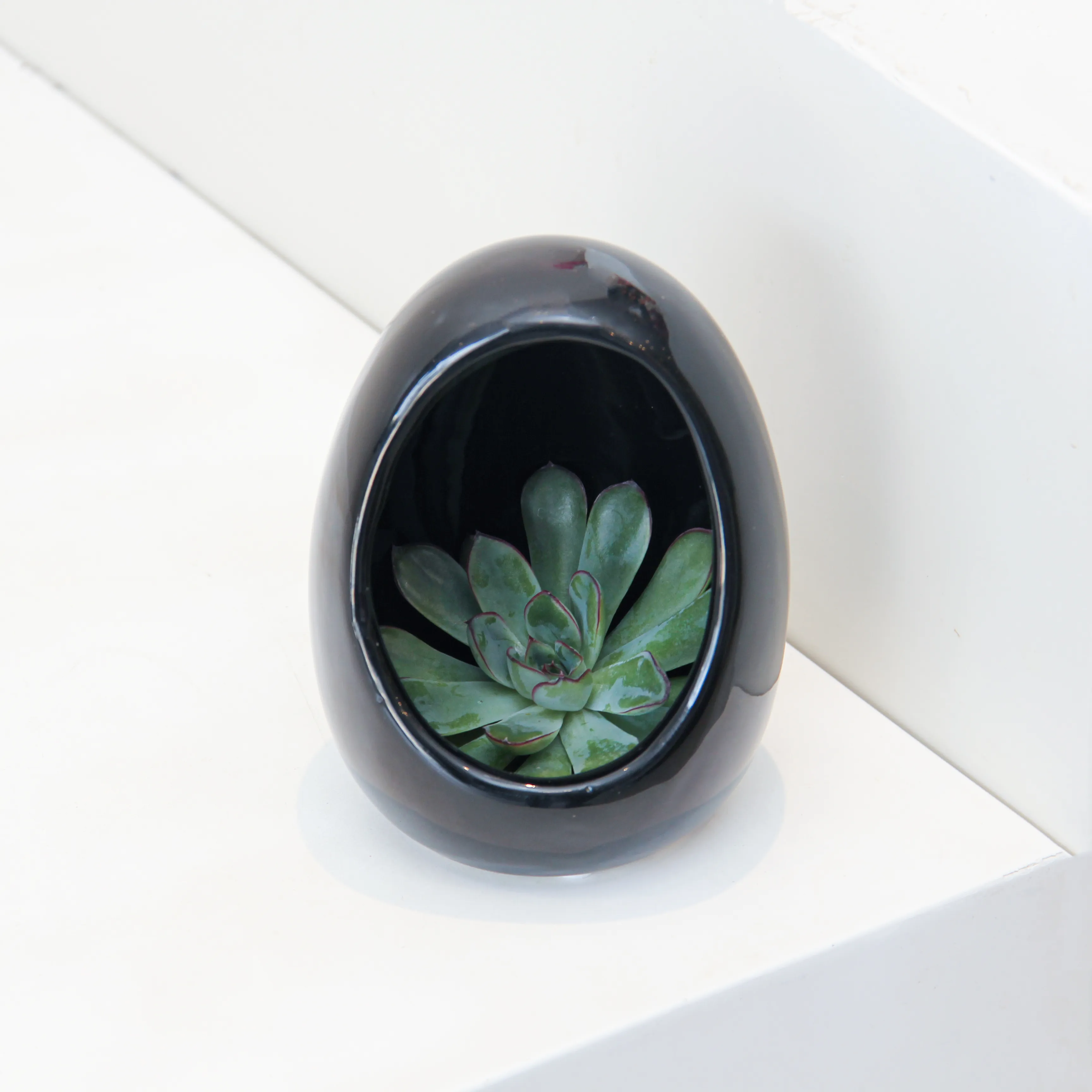 Echeveria Plant Egg Shape - Image 3