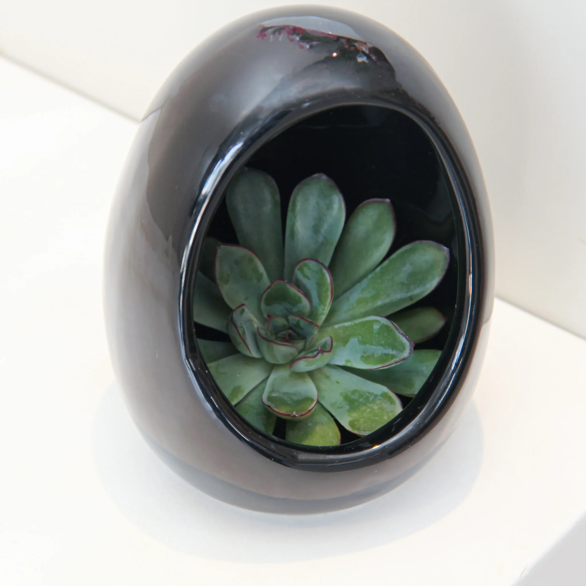 Echeveria Plant Egg Shape