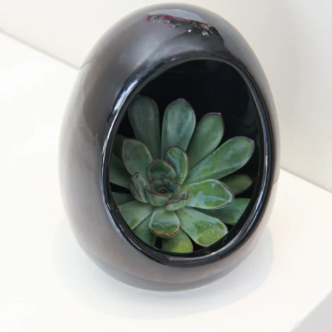 Echeveria Plant Egg Shape - Image 3