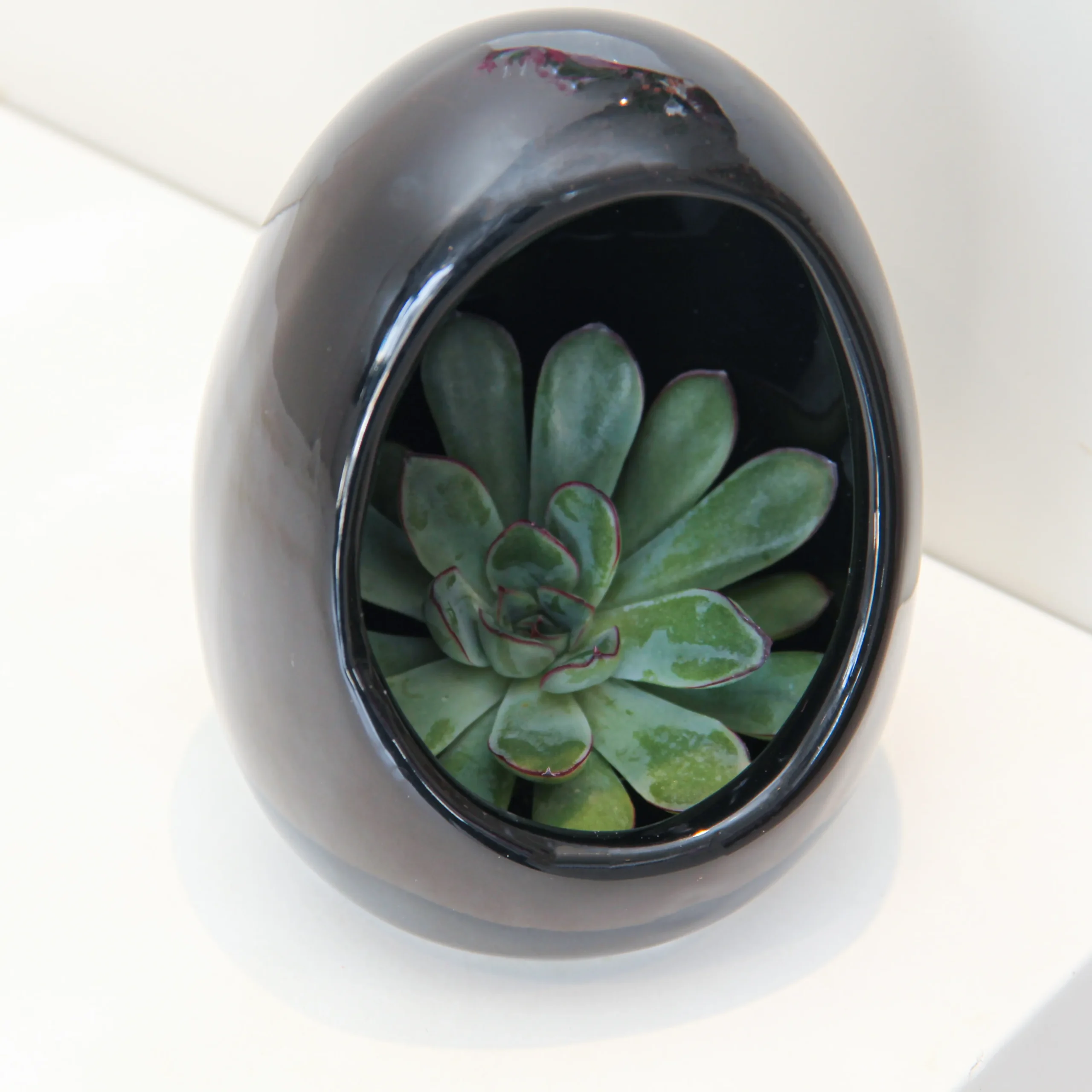 Echeveria Plant Egg Shape - Image 3