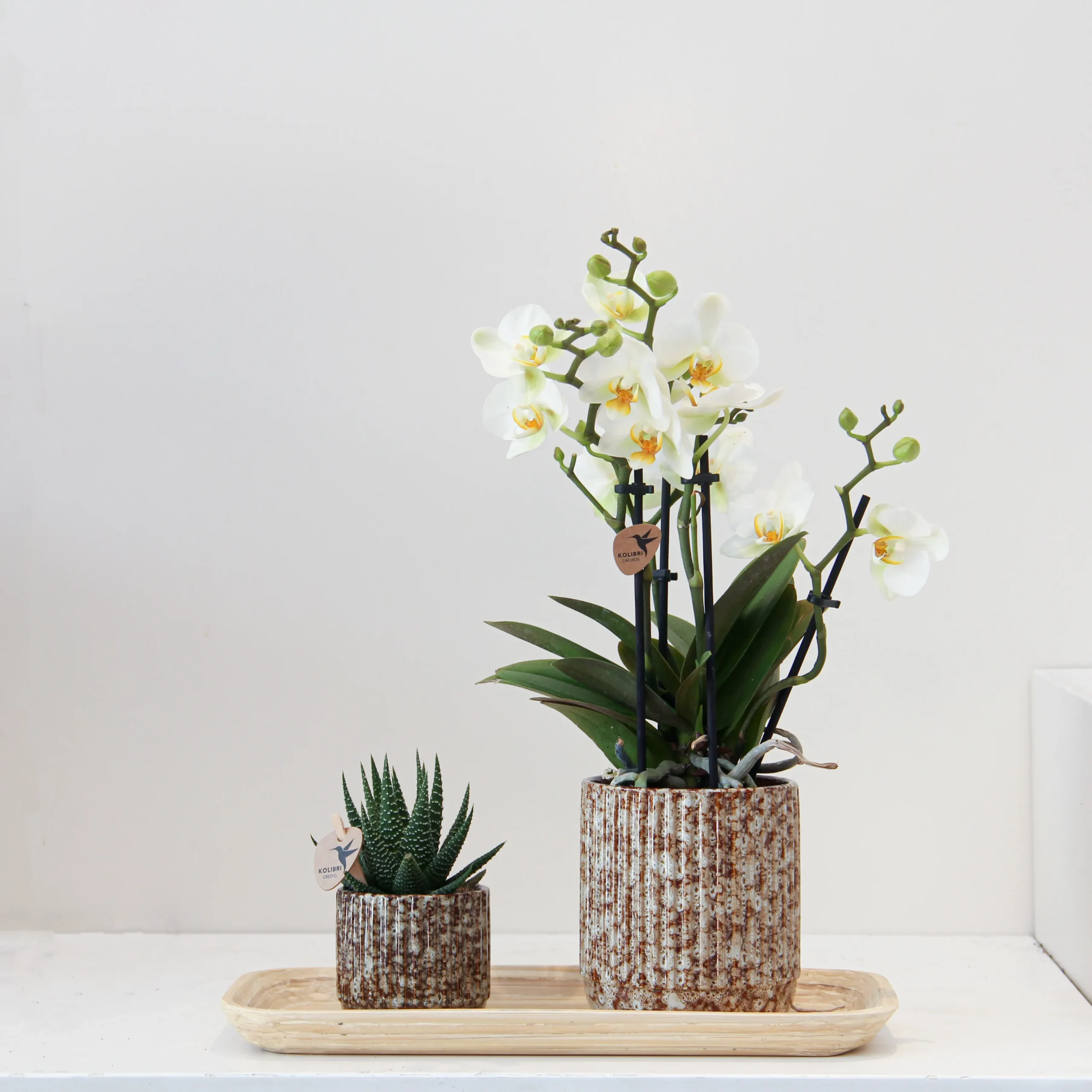 Phalaenop Plant Gift 01 - Image 1