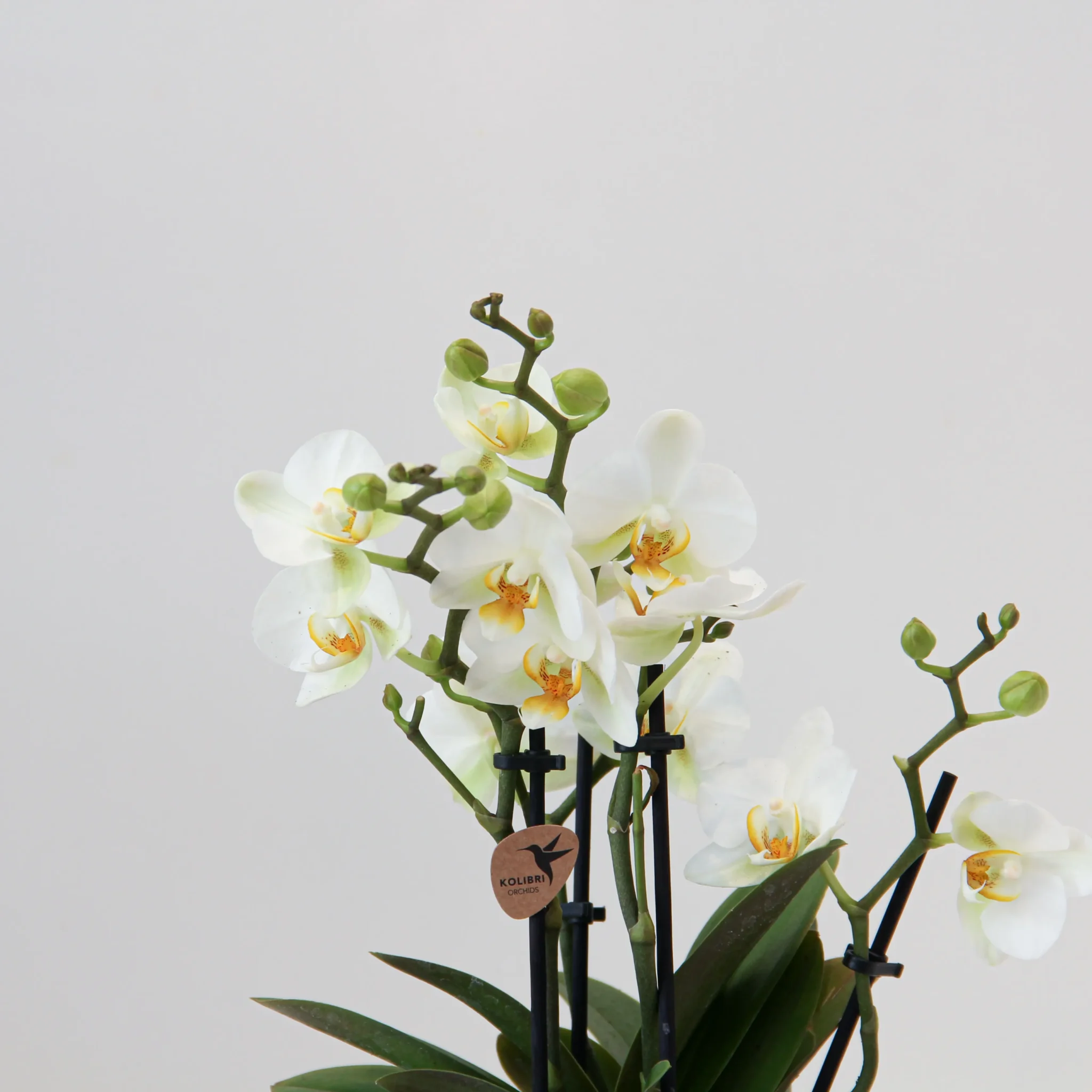 Phalaenop Plant Gift 01