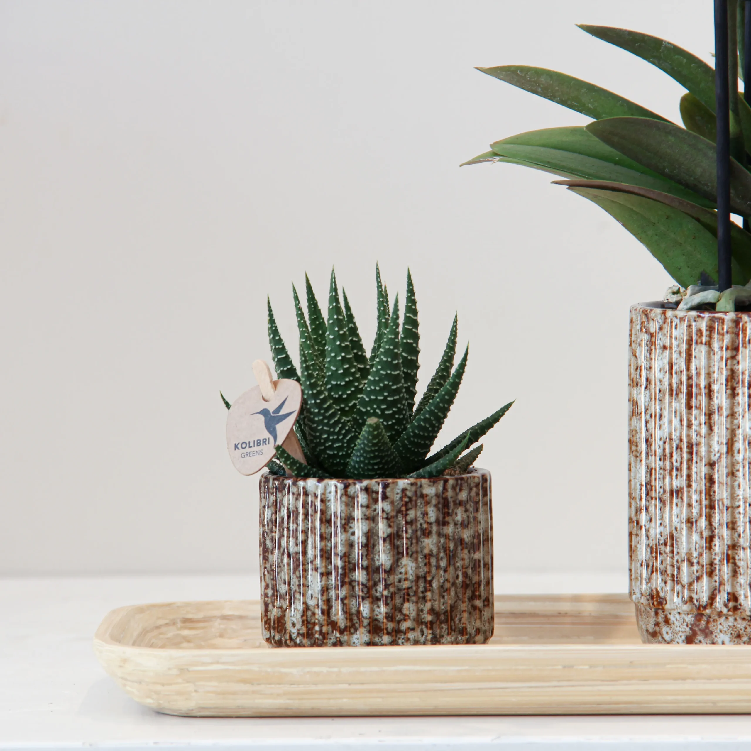 Phalaenop Plant Gift 01 - Image 2