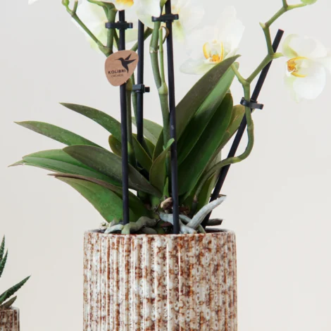 Phalaenop Plant Gift 01 - Image 4