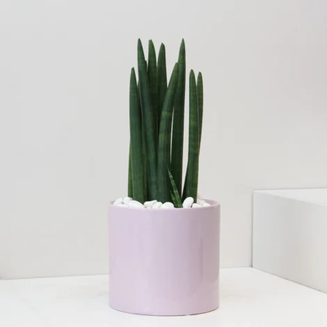 Sansevieria Mikado 01