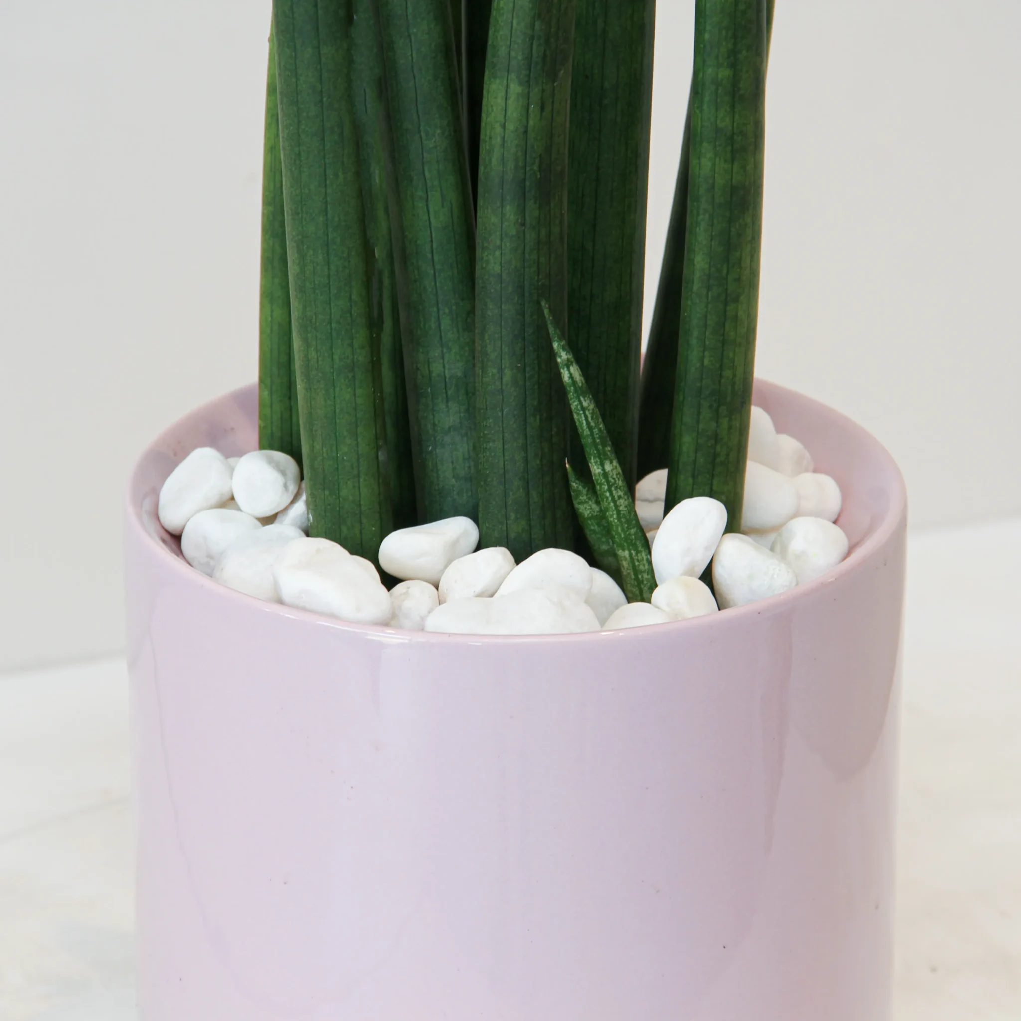 Sansevieria Mikado 01