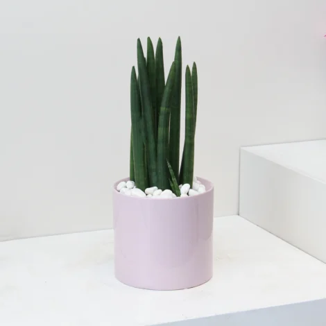 Sansevieria Mikado 01 - Image 3