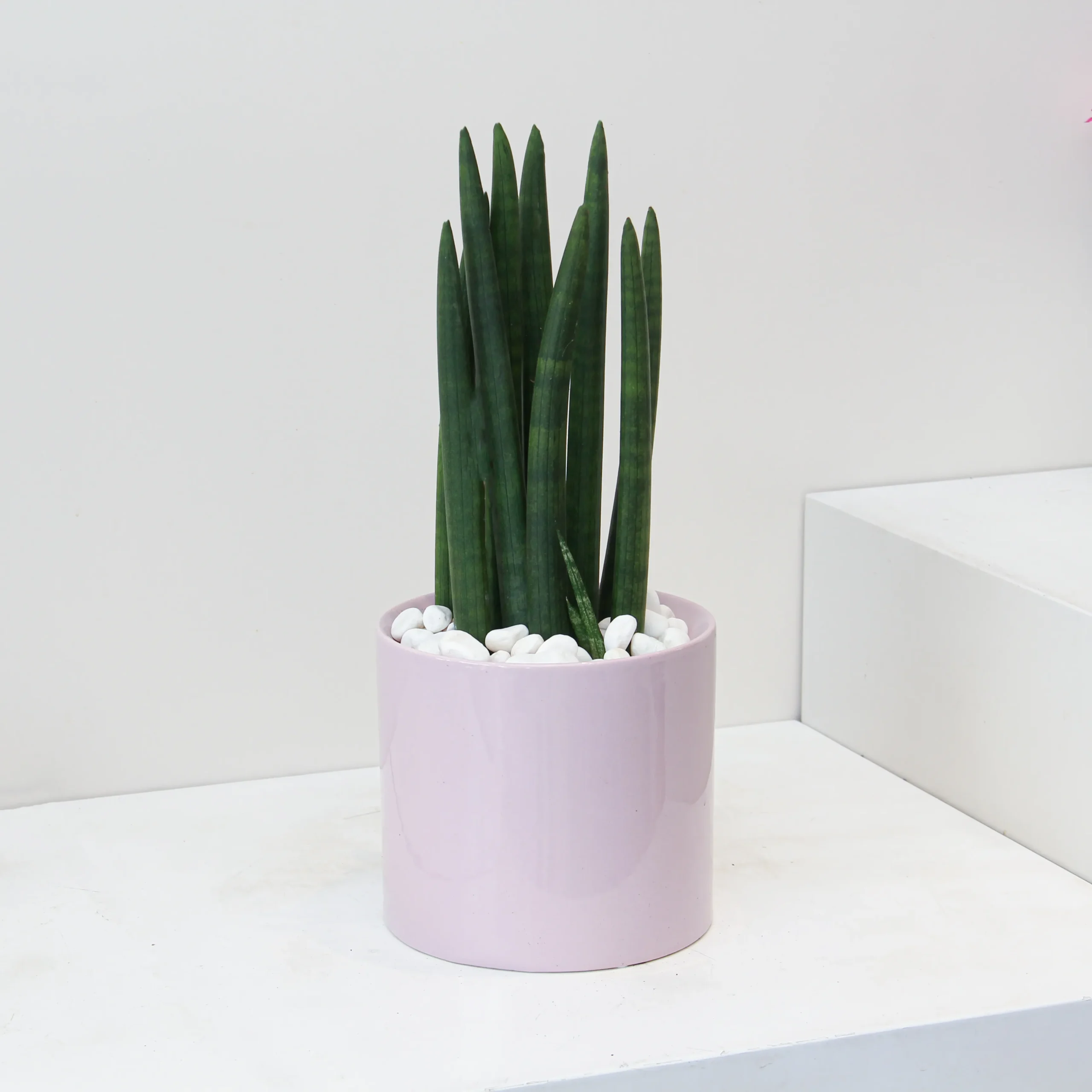Sansevieria Mikado 01 - Image 3