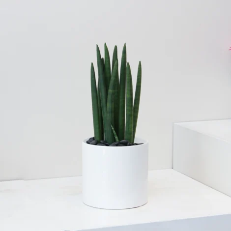 Sansevieria Mikado 02