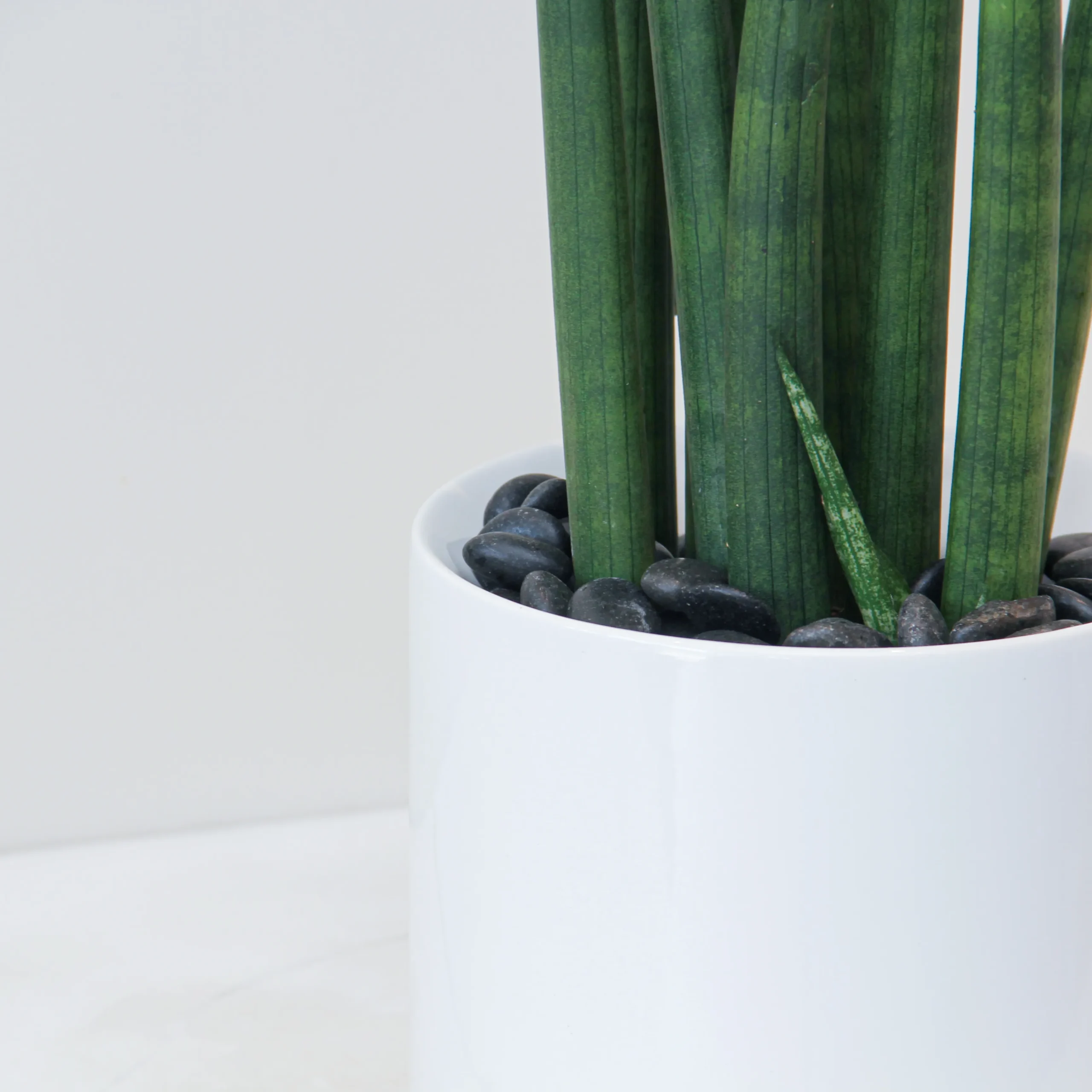 Sansevieria Mikado 02 - Image 2