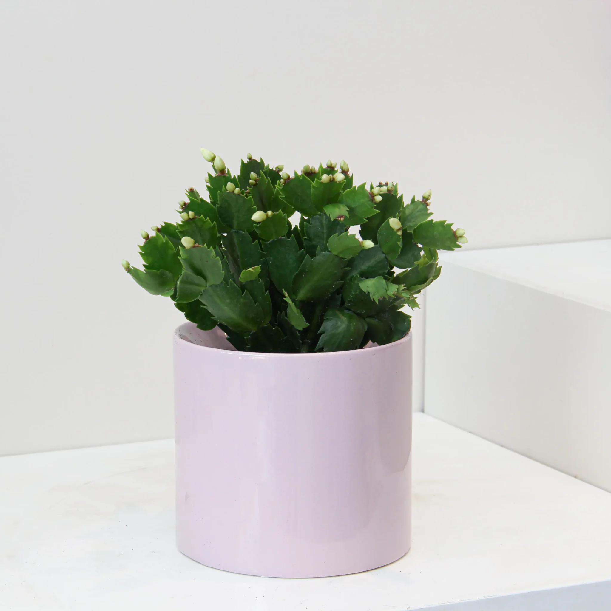 Schlumbergera Plant 01