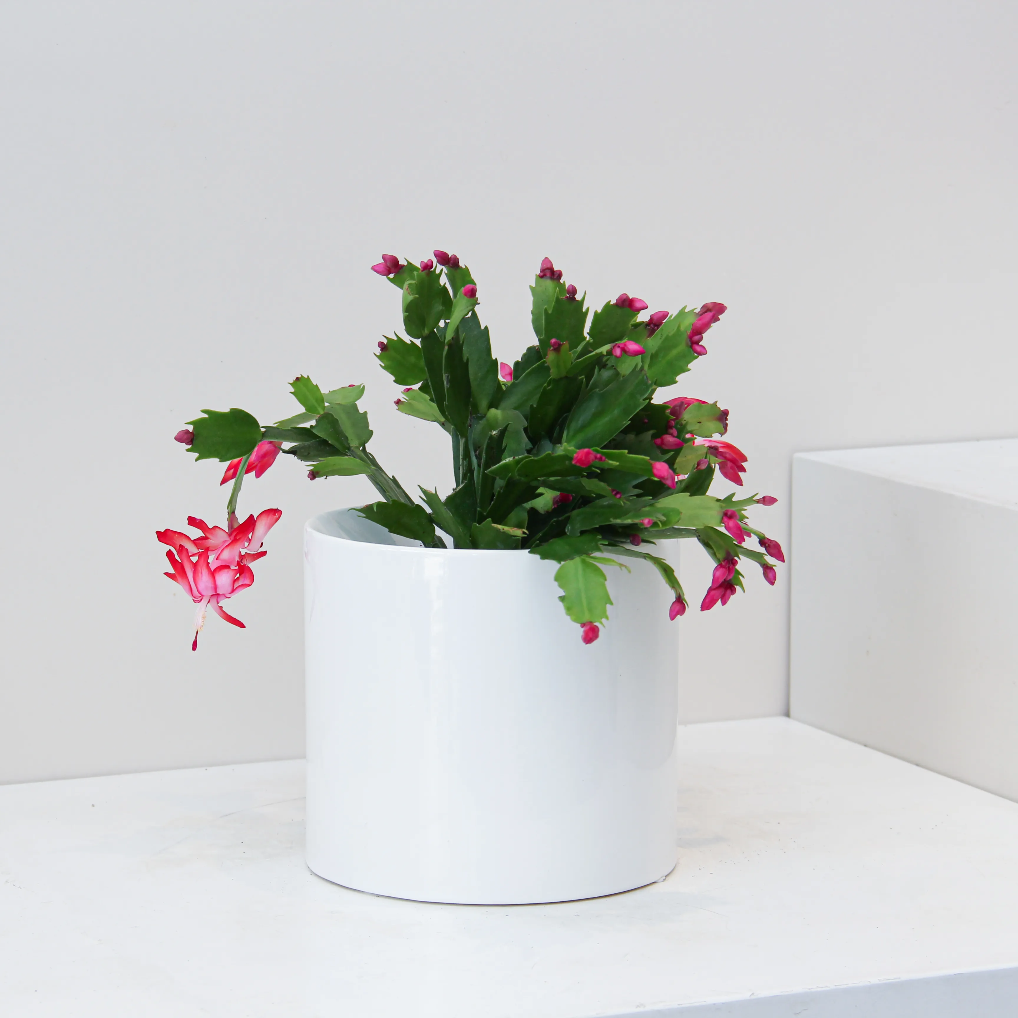 Schlumbergera Plant 02