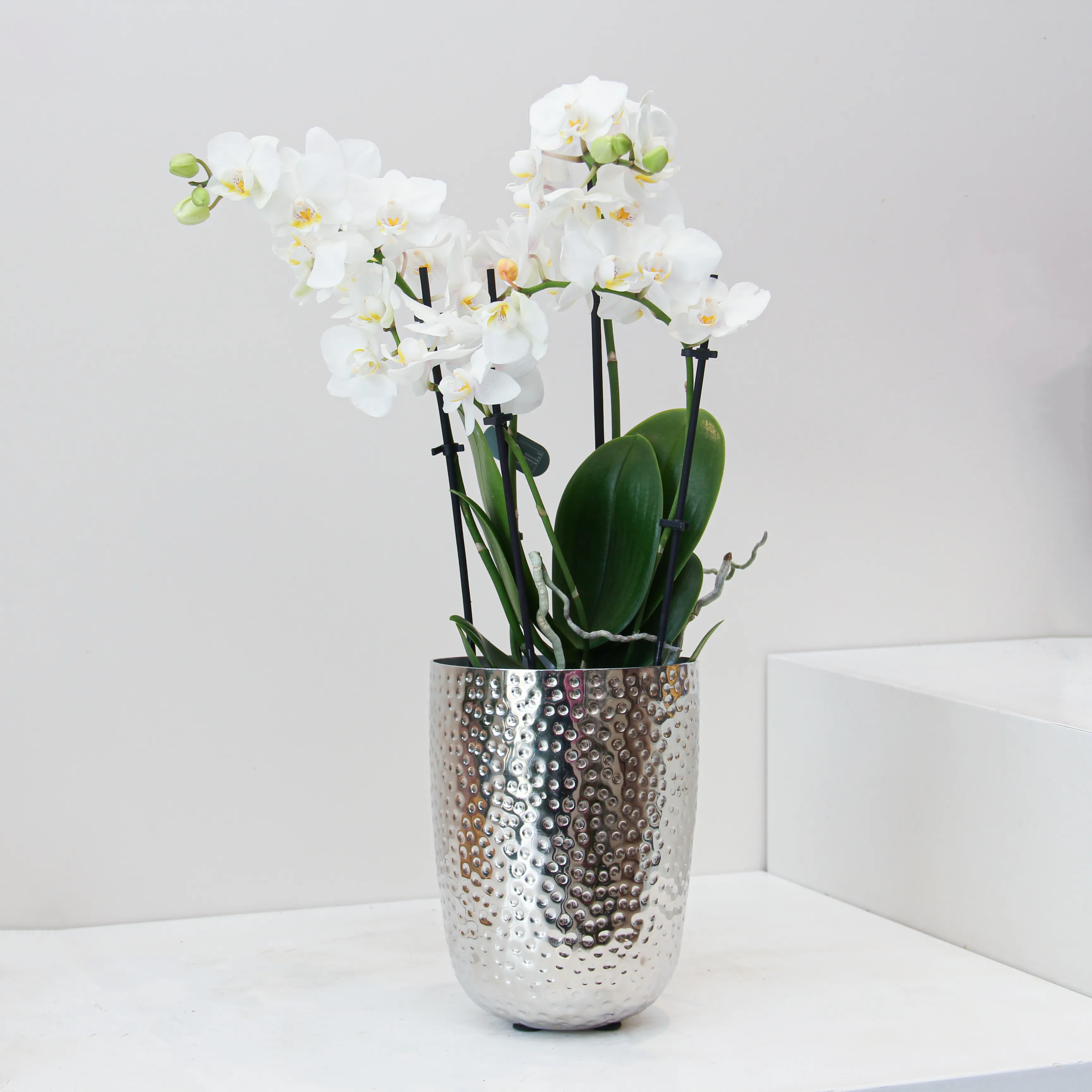Phalaenopsis Plant 01