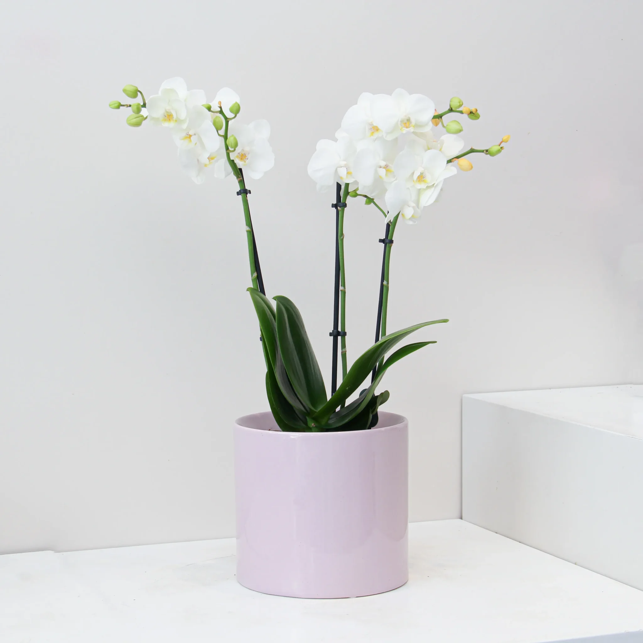 Phalaenopsis Plant 02