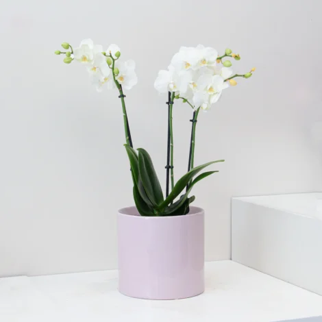 Phalaenopsis Plant 02