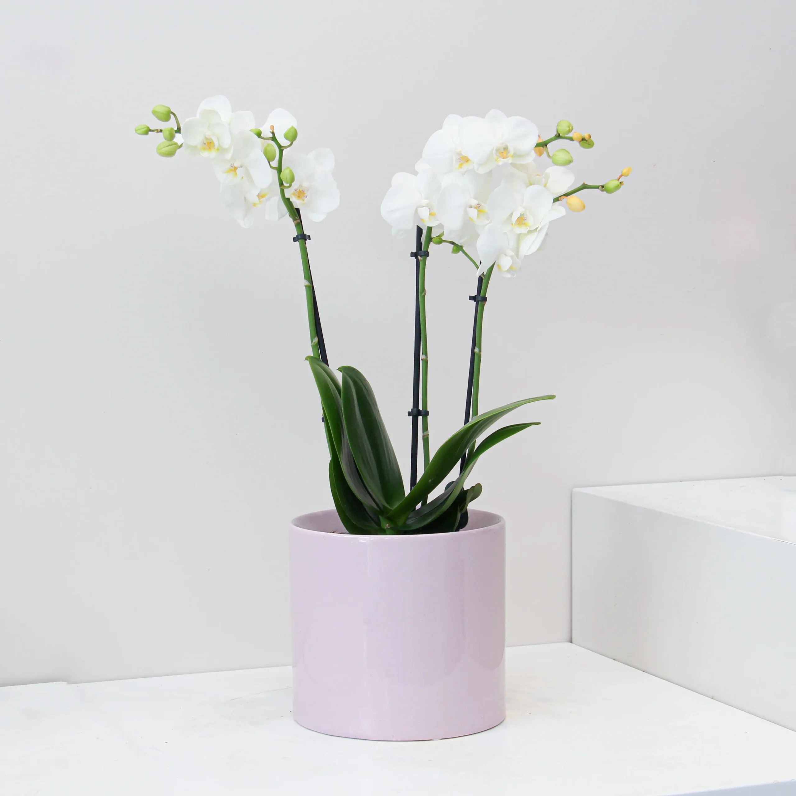 Phalaenopsis Plant 02 - Image 1