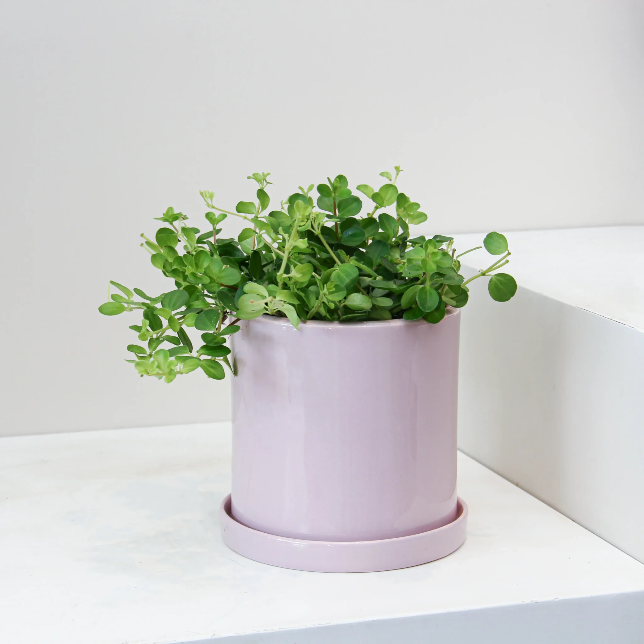 Peperomia Rotundifolia 01