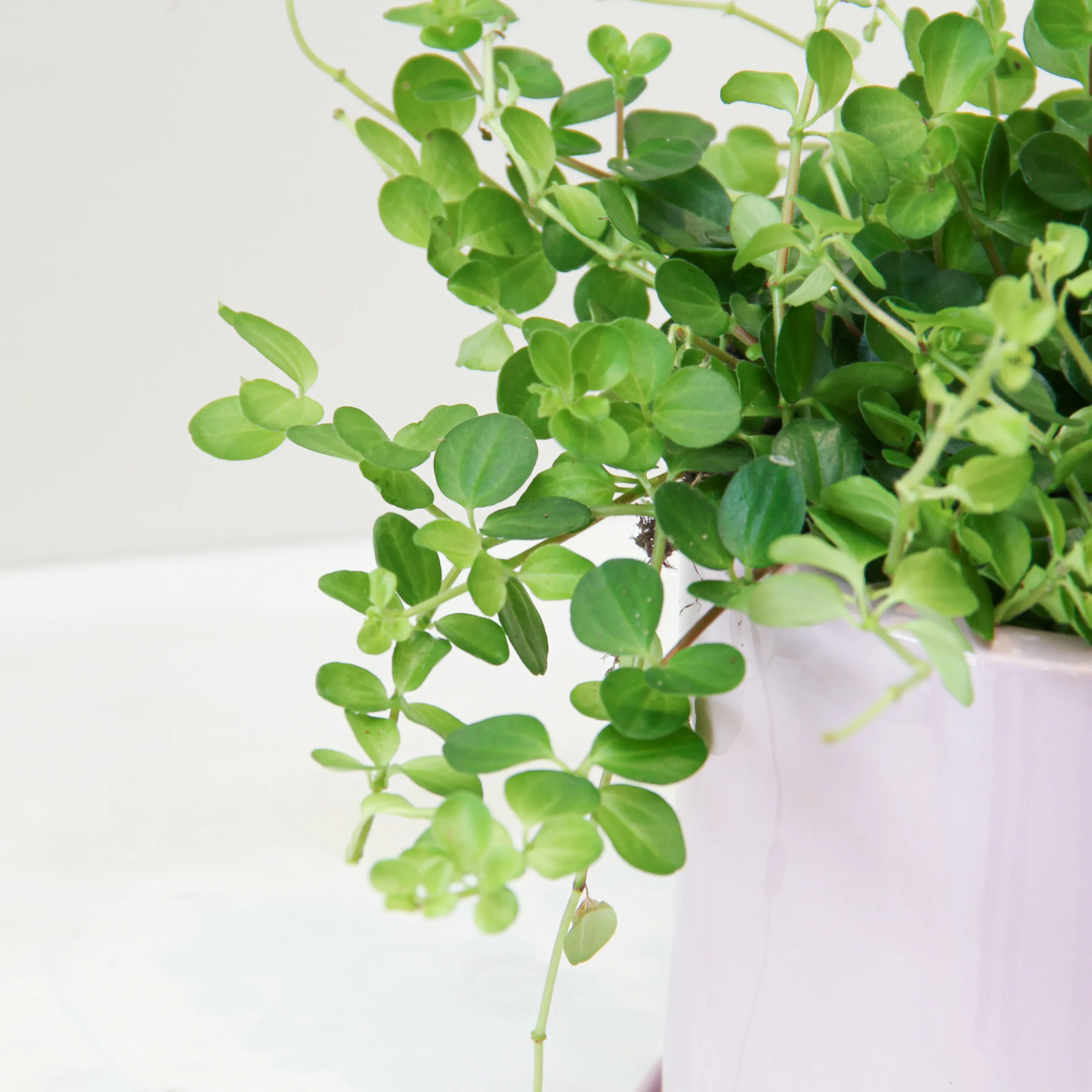 Peperomia Rotundifolia 01 - Image 2