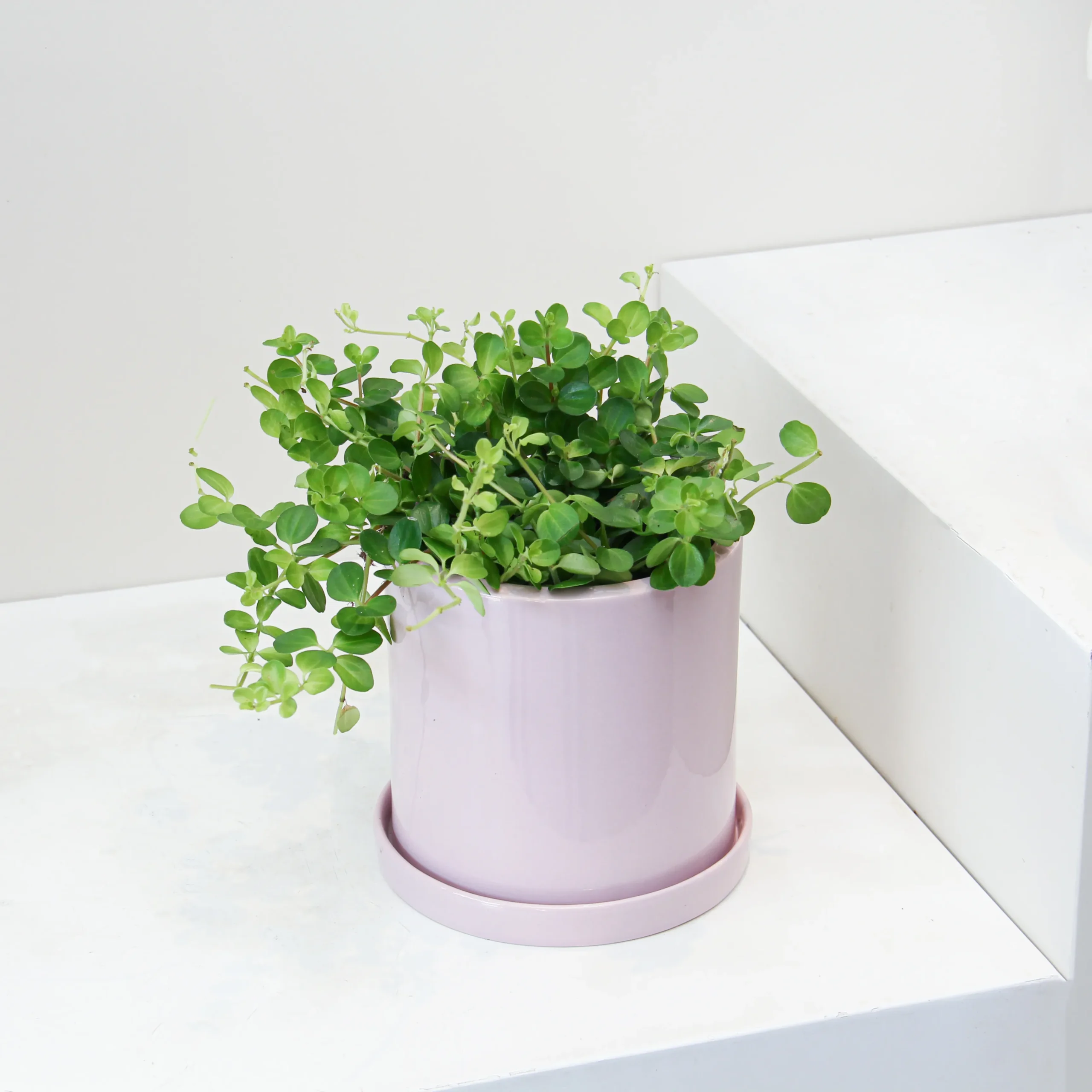 Peperomia Rotundifolia 01 - Image 3