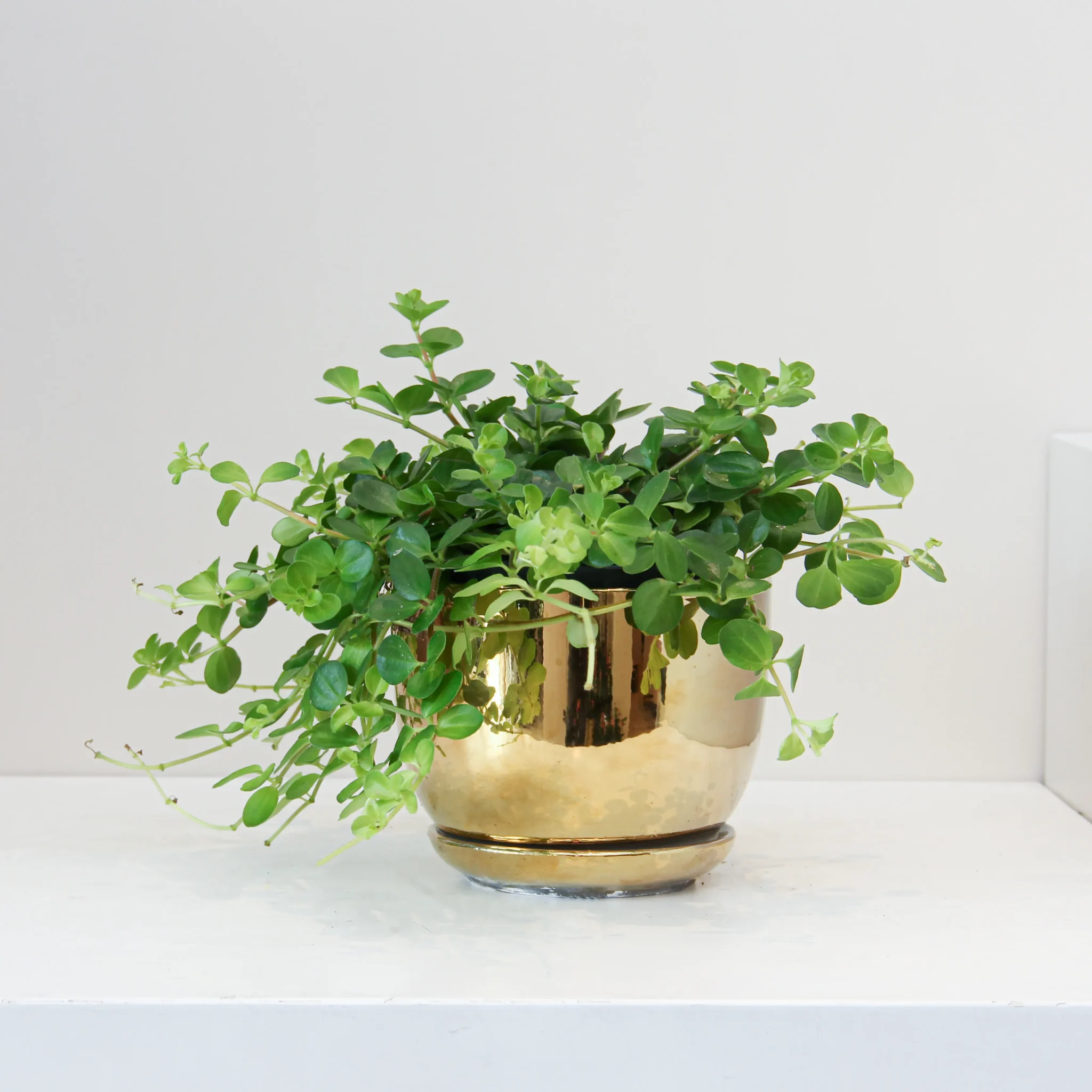 Peperomia Rotundifolia 02