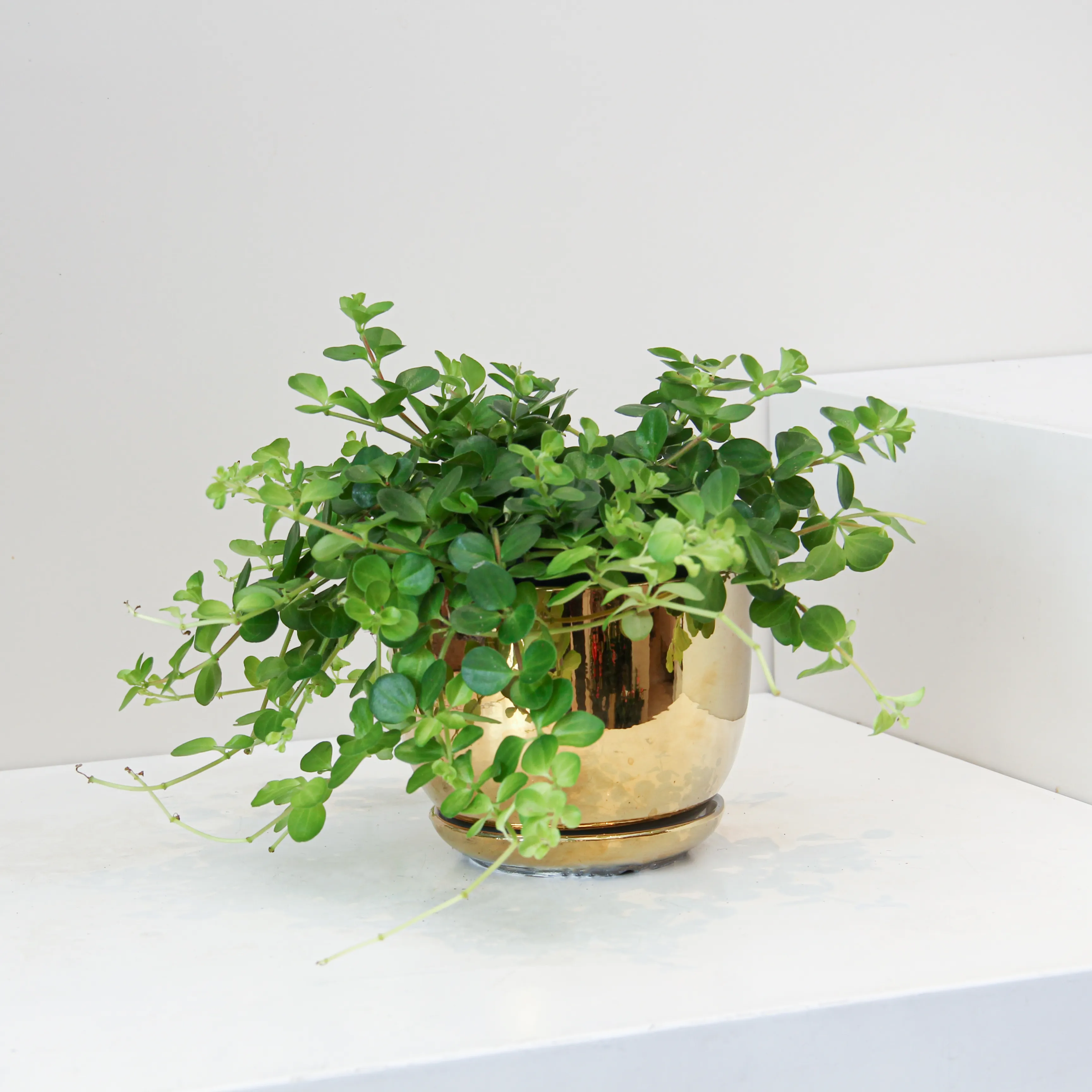 Peperomia Rotundifolia 02 - Image 2