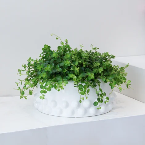 Peperomia Rotundifolia 03