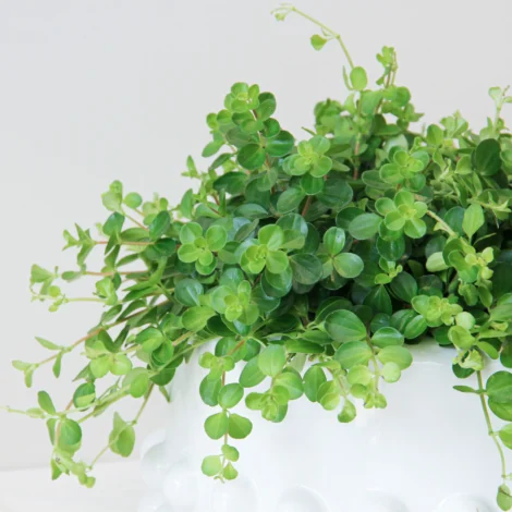 Peperomia Rotundifolia 03 - Image 2