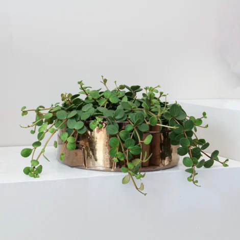 Peperomia Tetraphylla Plant 01