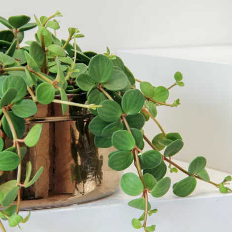 Peperomia Tetraphylla Plant 01 - Image 2
