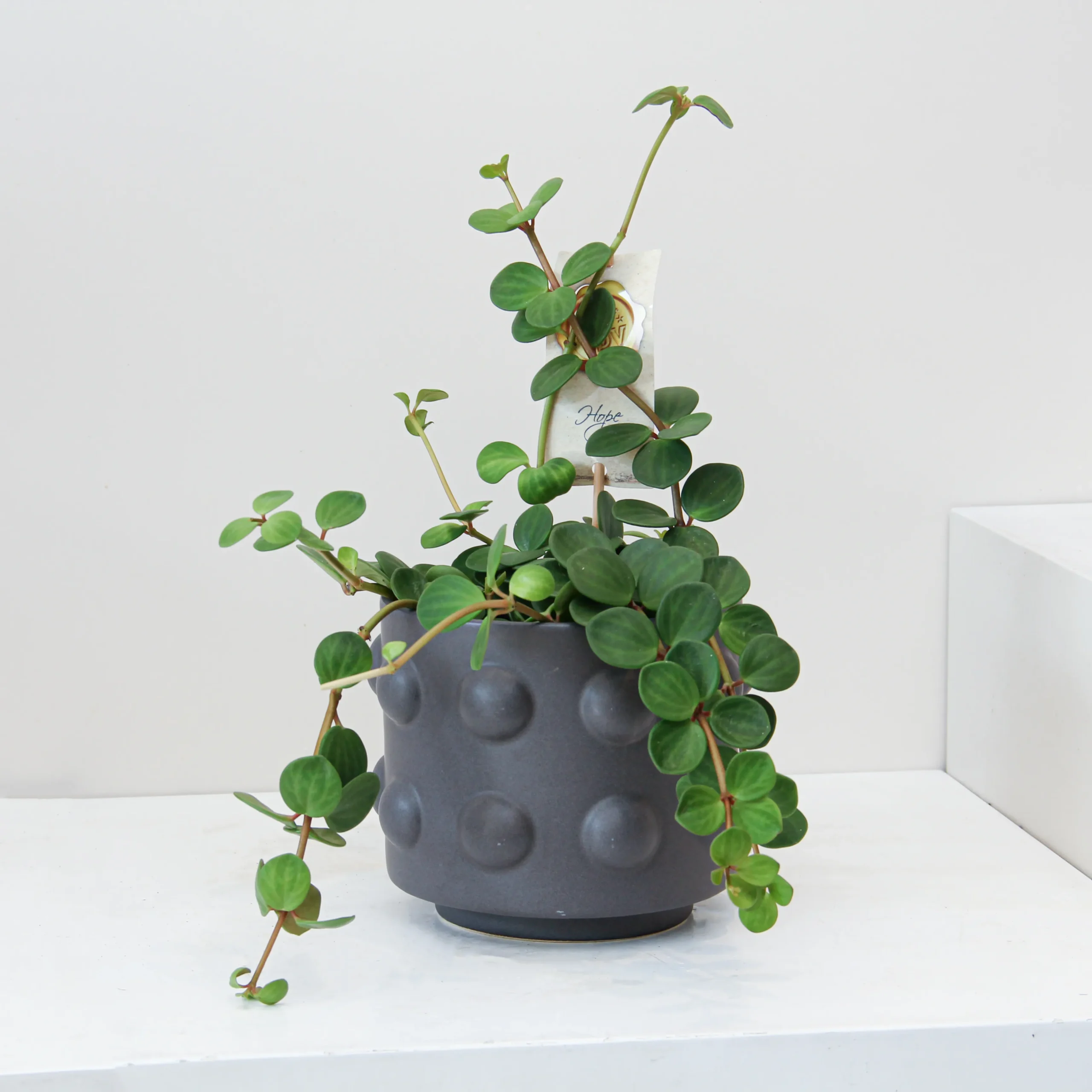 Peperomia Tetraphylla Plant 02 - Image 1