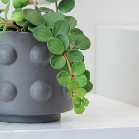 Peperomia Tetraphylla Plant 02 - Image 2