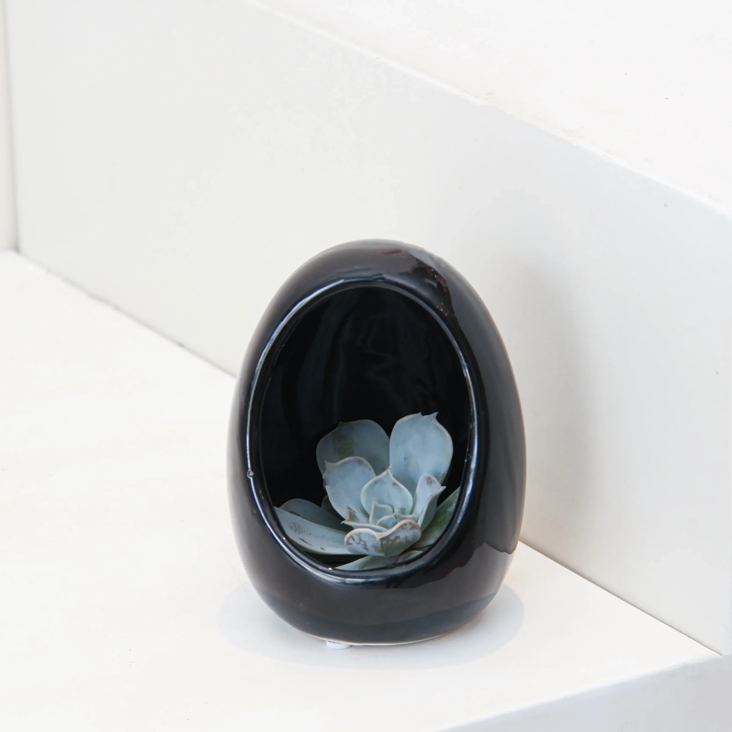 Echeveria Plant Egg Shape 02 - Image 3