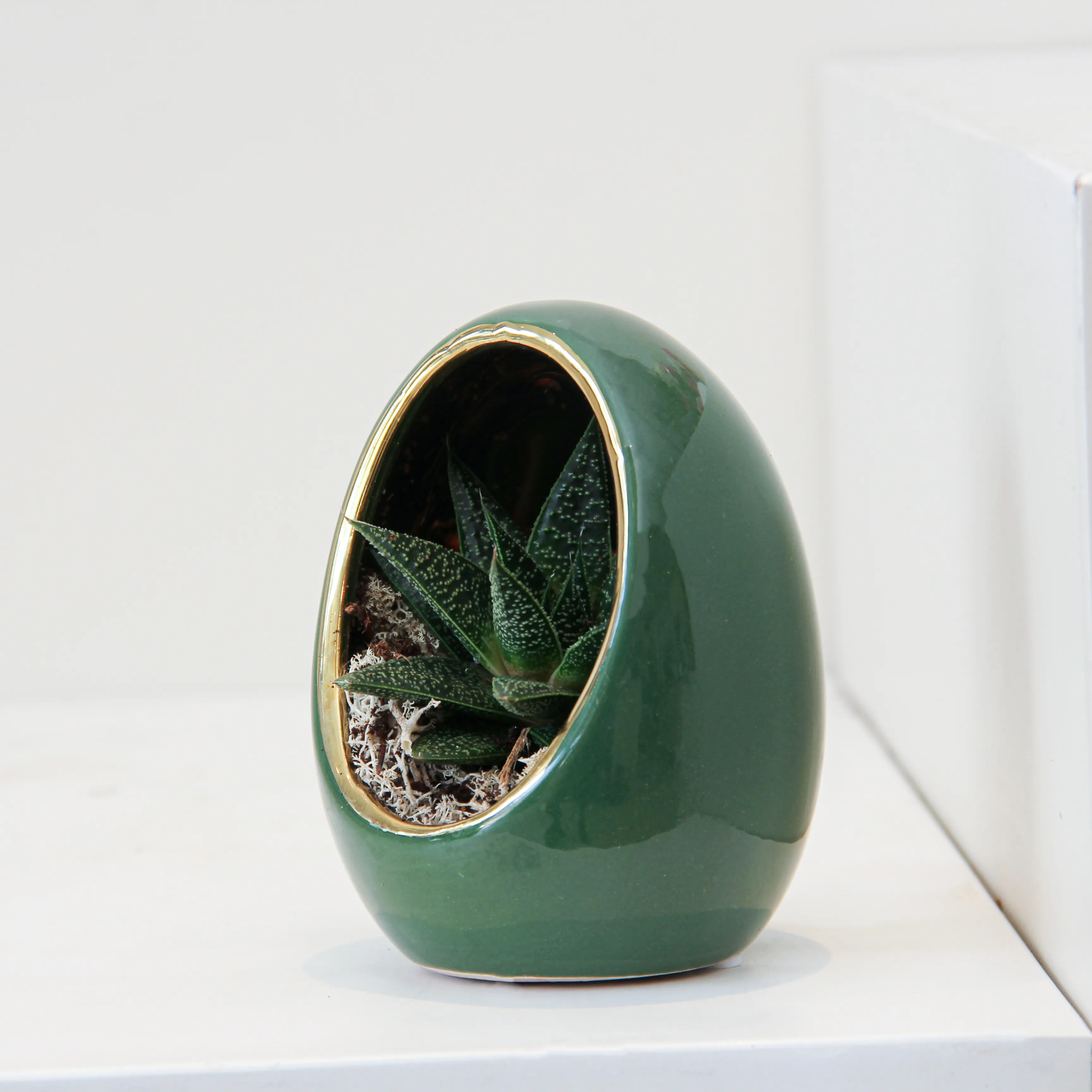 Echeveria Plant Egg Shape 03