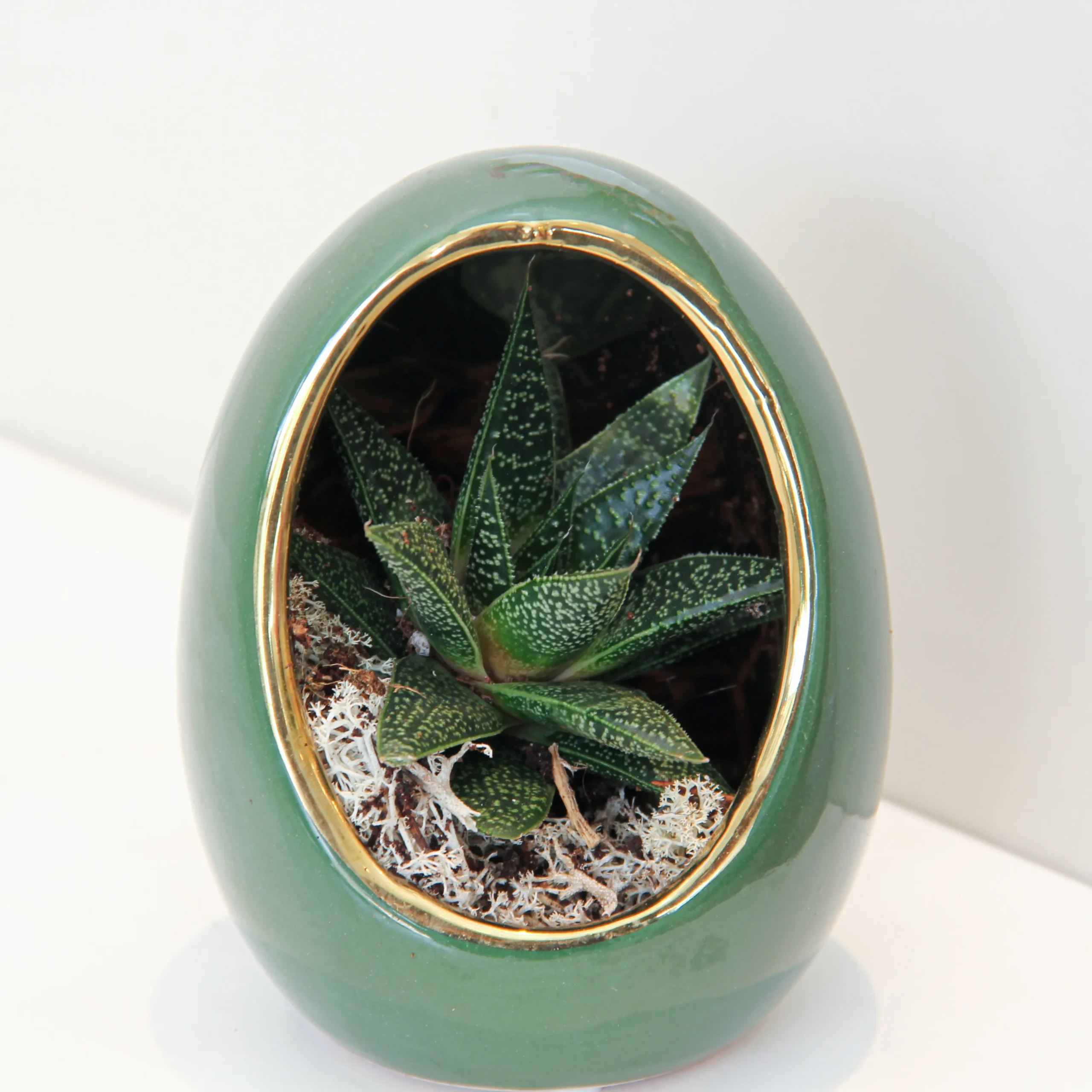 Echeveria Plant Egg Shape 03 - Image 2