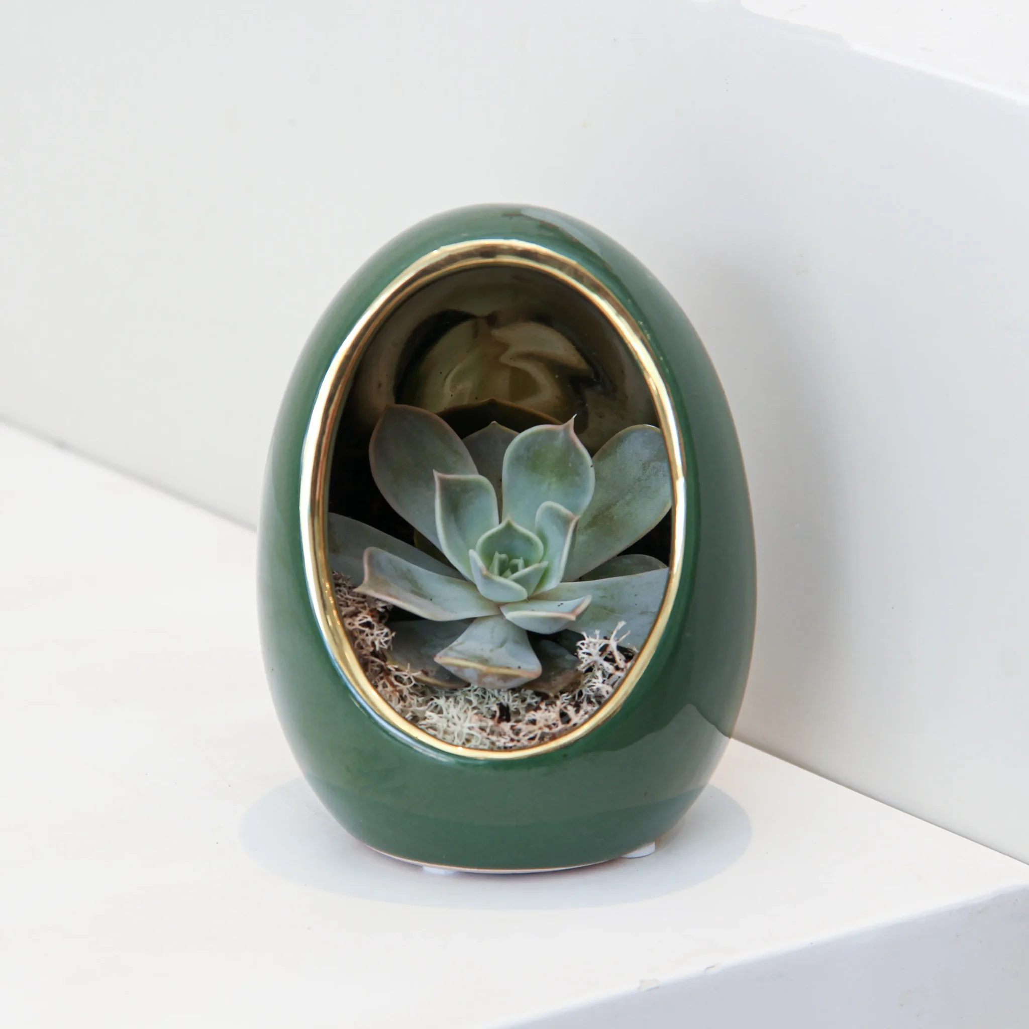 Echeveria Plant Egg Shape 04