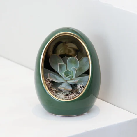 Echeveria Plant Egg Shape 04 - Image 2