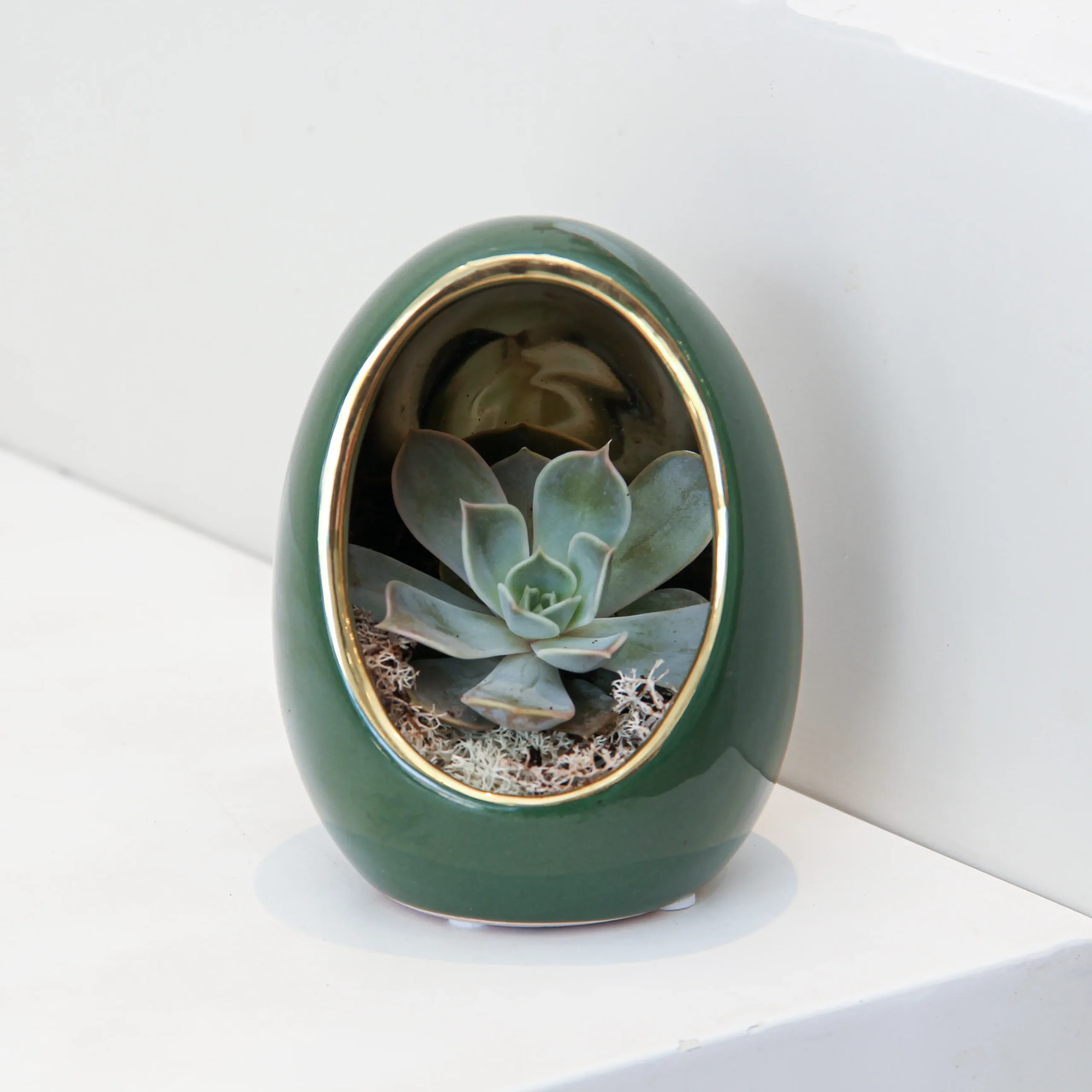 Echeveria Plant Egg Shape 04 - Image 2