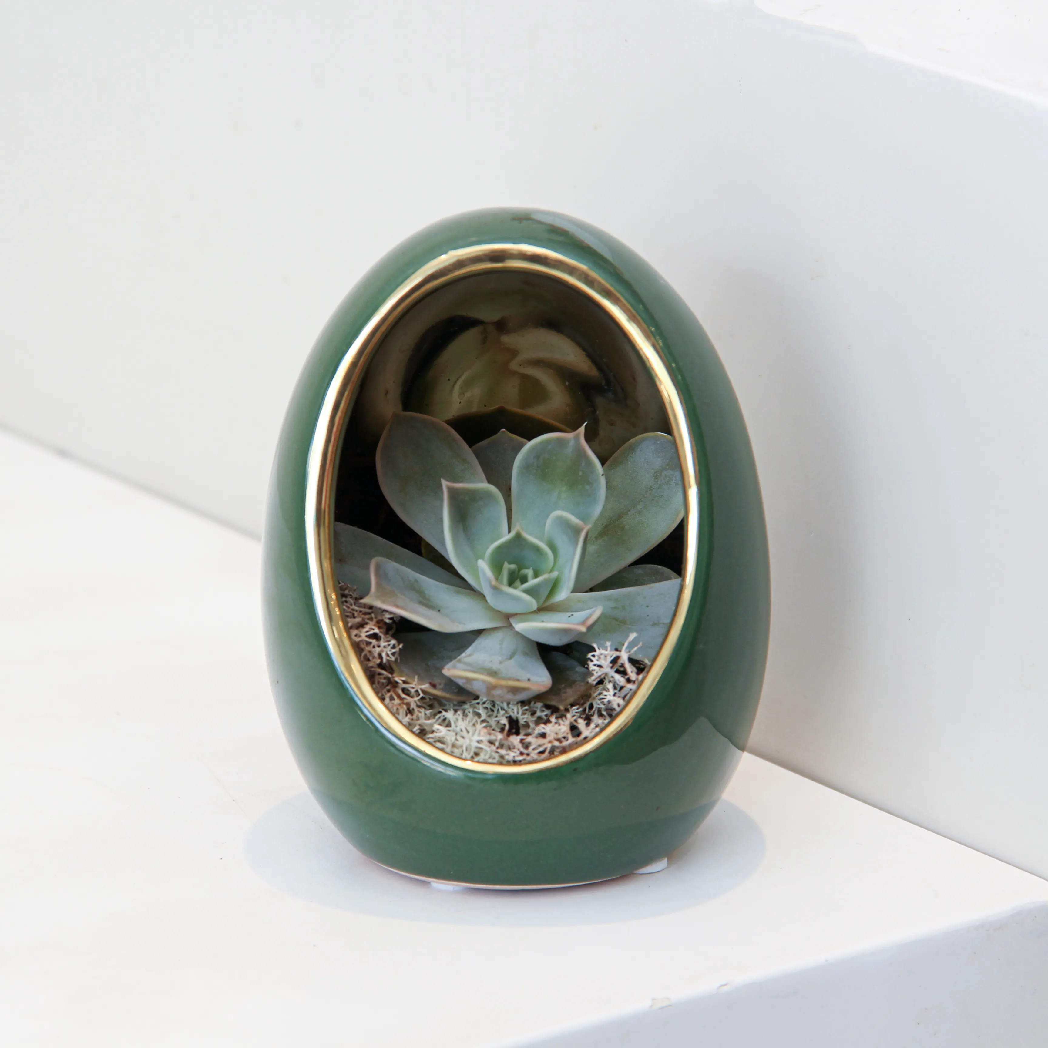 Echeveria Plant Egg Shape 04 - Image 2