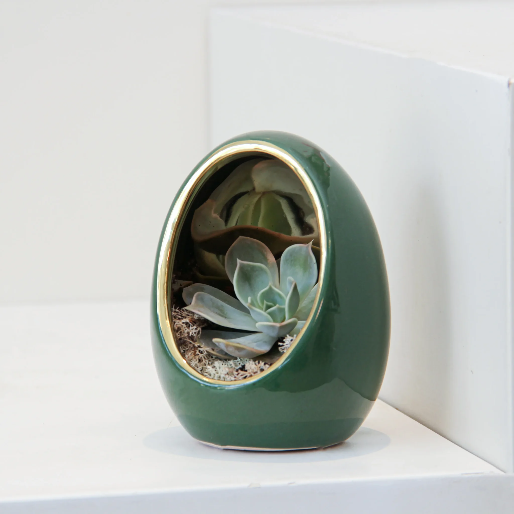 Echeveria Plant Egg Shape 04