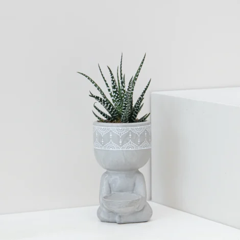 Haworthia Fasciata Plant 01