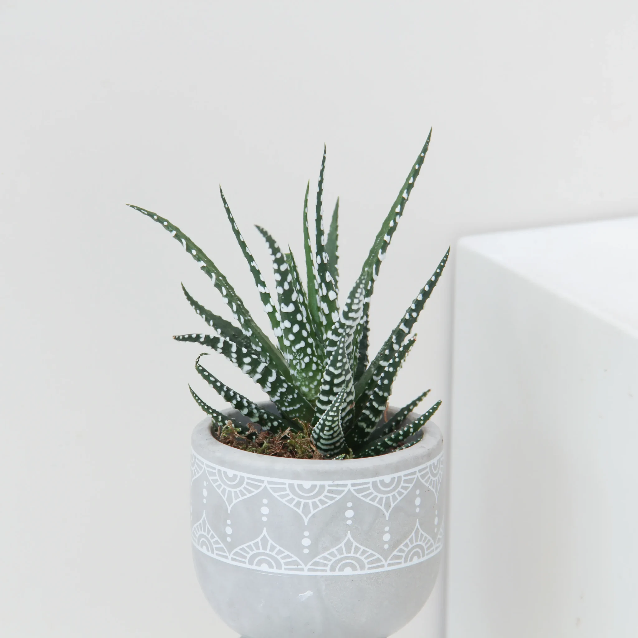 Haworthia Fasciata Plant 01