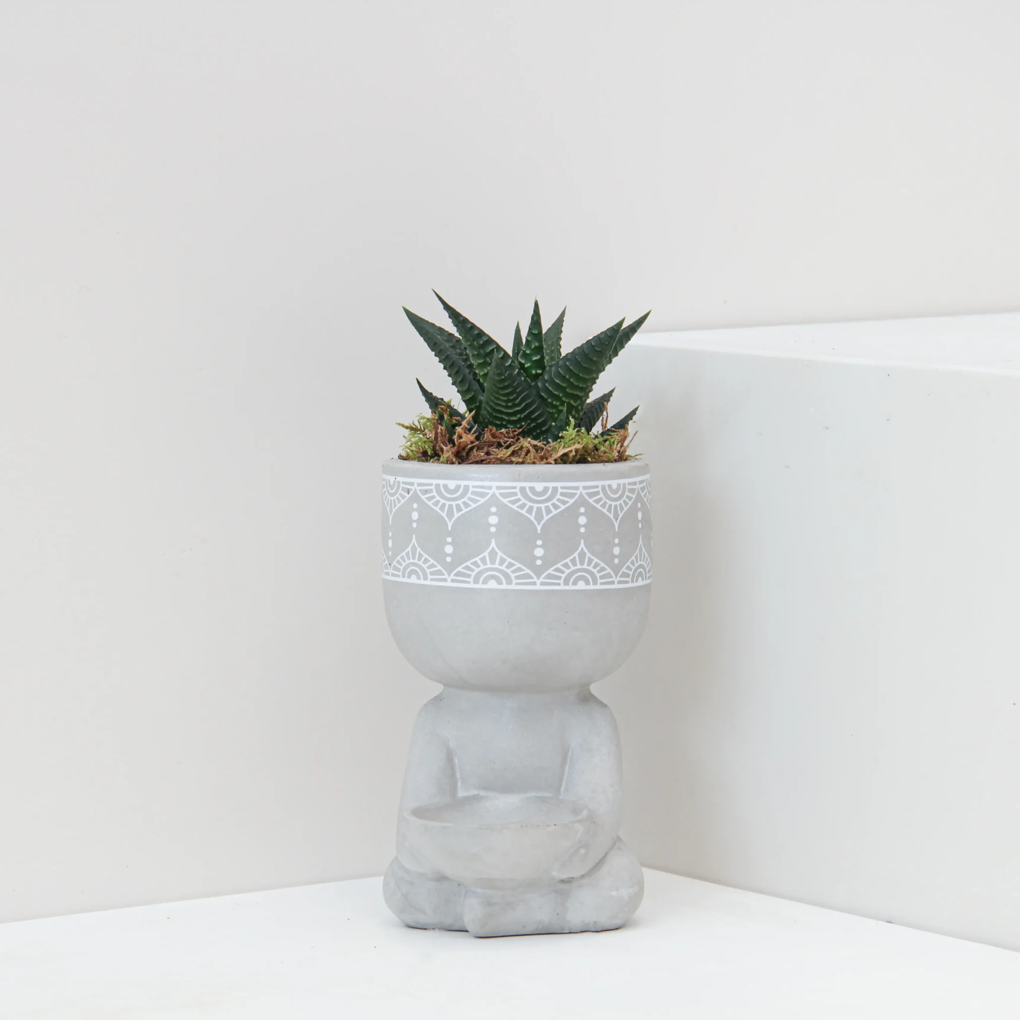 Haworthia Limifolia Plant 01