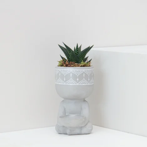 Haworthia Limifolia Plant 01