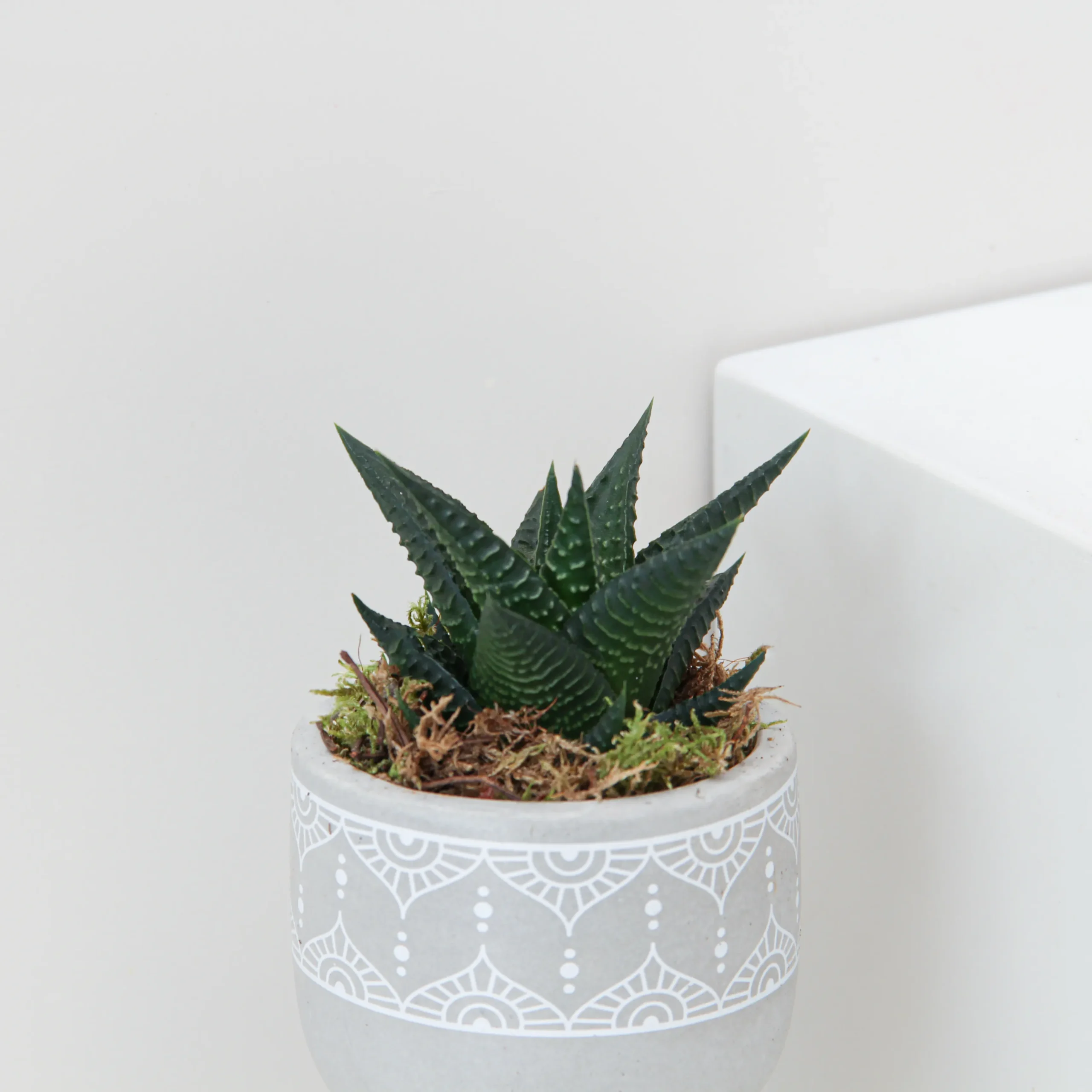 Haworthia Limifolia Plant 01 - Image 2