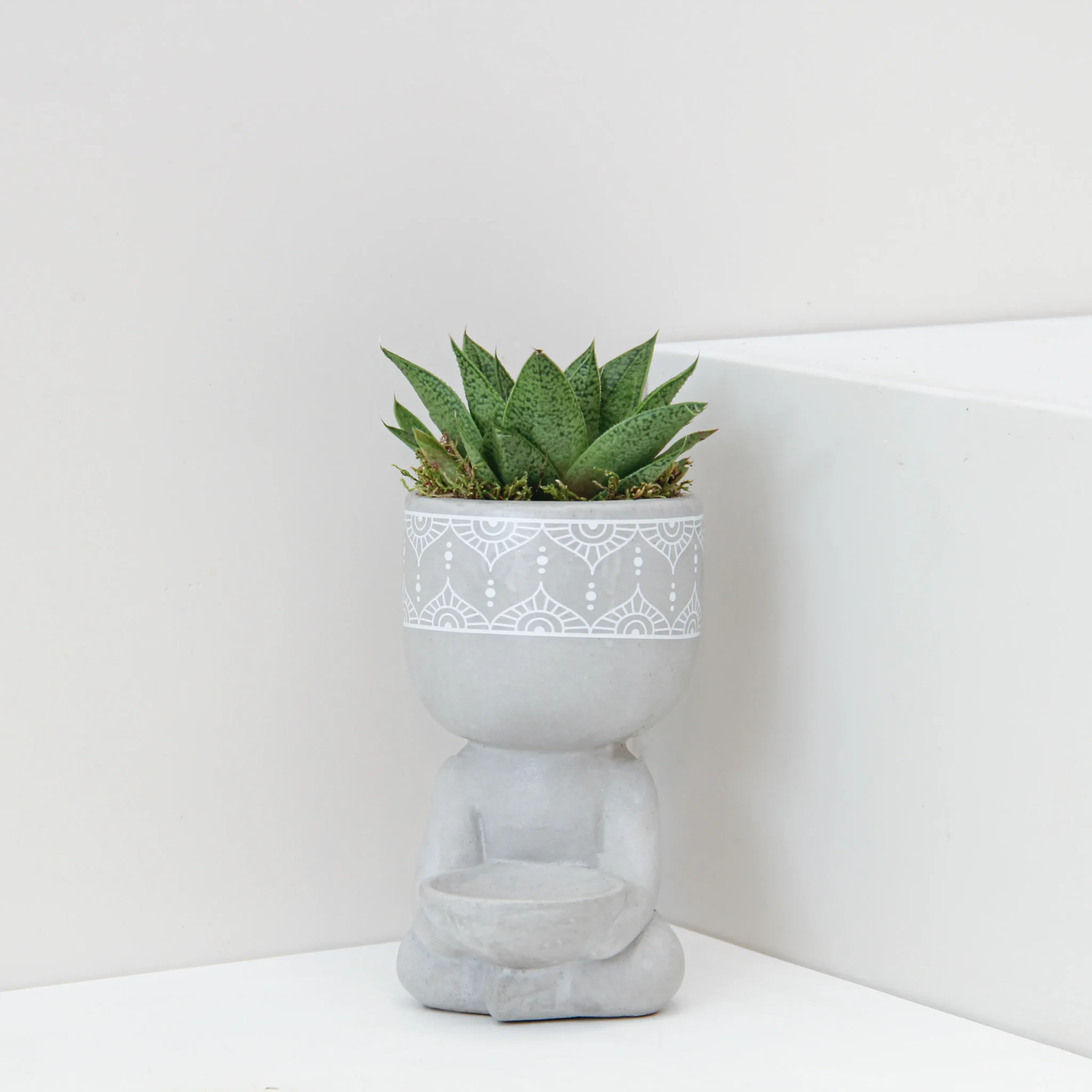 Succlent Mix Plant 01