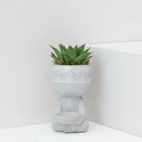 Succlent Mix Plant 01