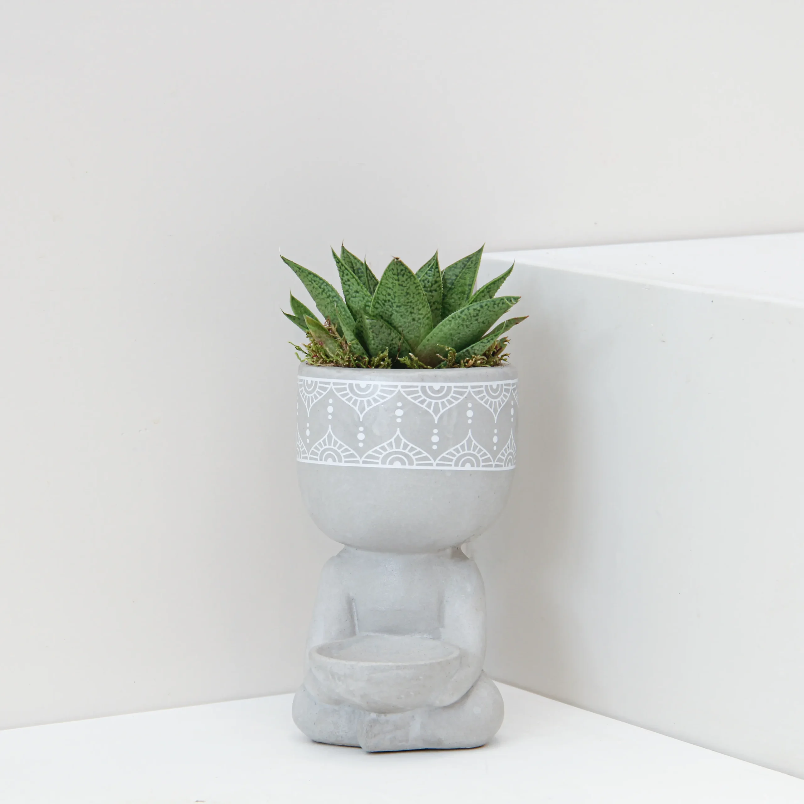 Succlent Mix Plant 01 - Image 1