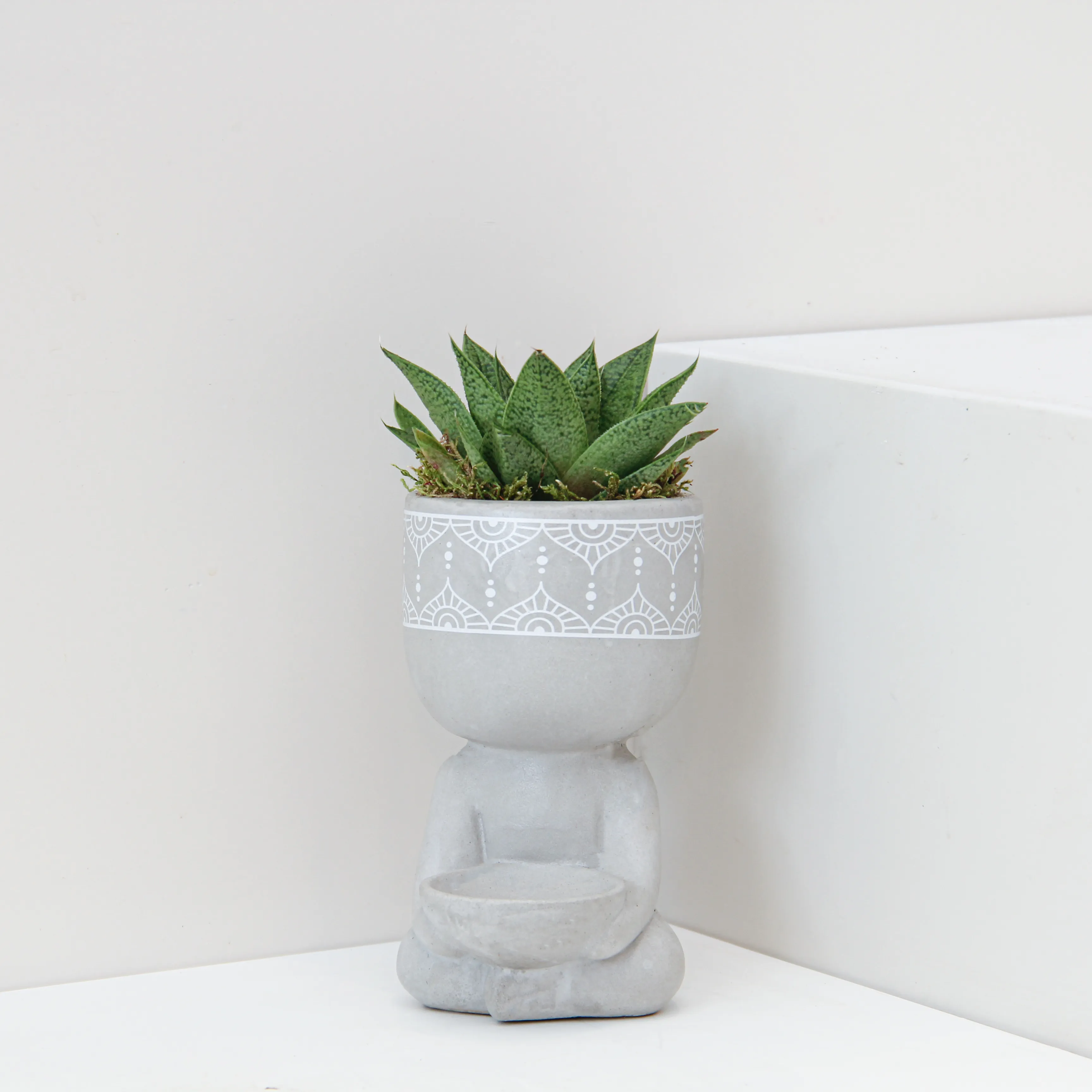 Succlent Mix Plant 01